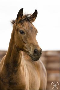 Photo cheval a vendre FOR ELLE DE LA GESSE